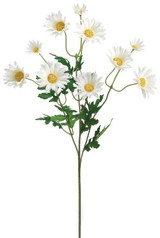 AS *  24" Daisy Spray White