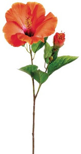 AS *  26" Hibiscus Papaya Beauty