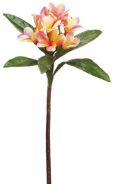 AS *  22" Plumeria Pink Yellow