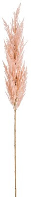 AS *  46" Pampas Grass Pink
