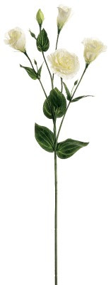 AS *  30" Lisianthus Cream White