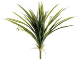 AS *  12" Cymbidium Plant Green