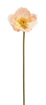 AS *  23" Poppy Spray Peach