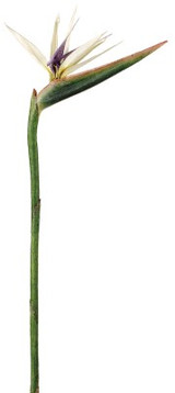 AS *  37" Bird of Paradise White Grn
