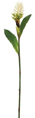 AS *  40" Ginger Flower Spray White