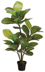 AS *  51" Rubber Plant Green w/Pot