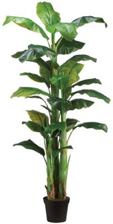 AS *  7.5ft Banana Tree PTD x3 Green