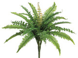 AS *  16" Boston Fern Bush x19