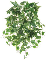 AS *  19" UV Ivy Bush Green Cream
