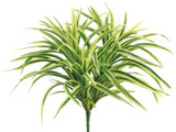 AS *  13.3" Dracaena Bush Lt Green