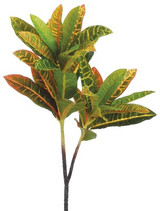 AS *  22" Croton Spr x2 Yellow Green