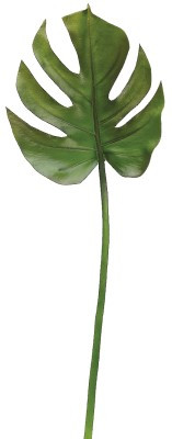 AS *  23" Split Philo Leaf GRN/BURG
