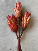 KN * Protea Reopens Natural