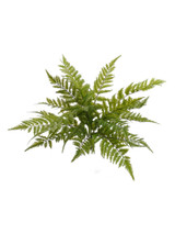 NIC *  Boston Fern x7 28" Dia