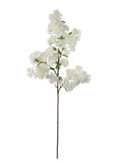 NIC *  40" Cherry Blossom Spr White
