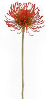 NIC *  26" Protea Pincushion Orange