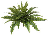 NIC *  28" Boston Fern Green