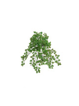 NIC *  22" Maidenhair Fern Green