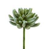 WIN *  Succulent 5.9" Rounded Green