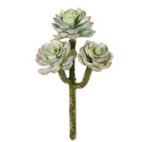 WIN *  Succulent Jade 8" Grn/Pink