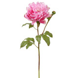 WIN *  Peony Open SH/ST 19.5" Orchid