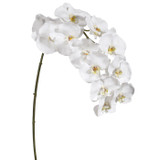 WIN *  Phalaenopsis x12 44" White