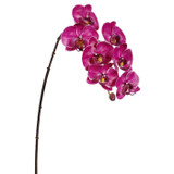 WIN *  Phalaenopsis x7 33.5" Fuchsia