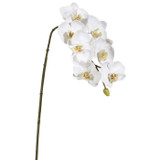 WIN *  Phalaenopsis x7 33.5" White