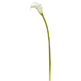 WIN *  Calla Lilly 29.5" White