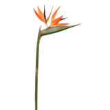 WIN *  Bird of Paradise 33.5" Orange