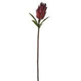WIN *  Mink Protea 29" Burgundy