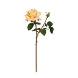 WIN *  English Rose Titania 19" Coral