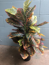 SW *  27" Croton Plant x2 in Pot