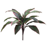 AS *  26" Cordyline Bush GRN/Red
