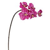 WIN *  Mini Phalaenopsis x5 20" Fuchsia