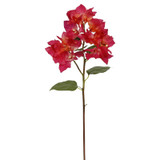 WIN *  19" Bougainvillaea Am Beauty