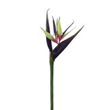 WIN *  Bird of Paradise 36" Green