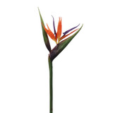 WIN *  Bird of Paradise 36" Orange/Red