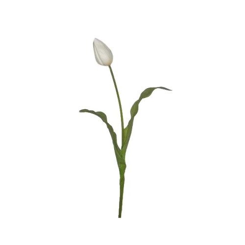 WIN *  Tulip Dutch Bud 22.5" White