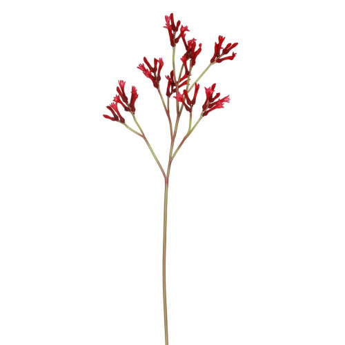 WIN *  Kangaroo Paw Red