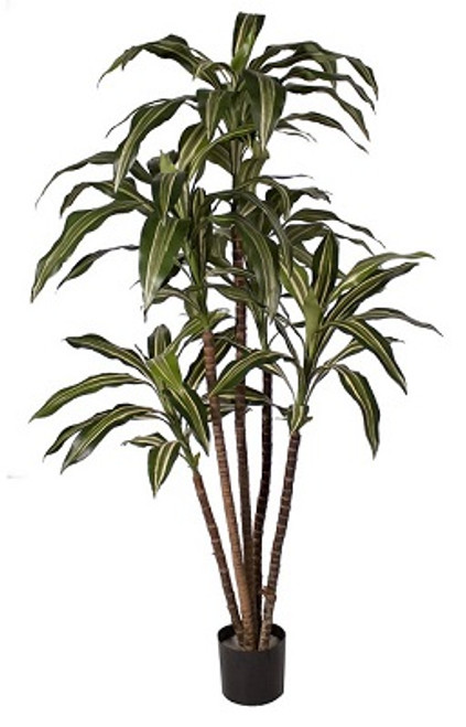 AG *  4ft PTD Dracaena Warnecki Tree