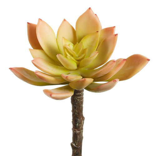 AS * 5" Echeveria Pick GR/PE AS * 5" Echeveria Pick GR/PE