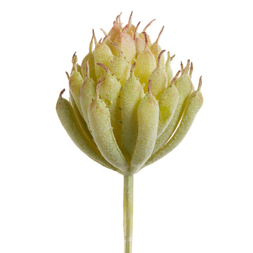 AS * 4" Senecio Pick Green AS * 4" Senecio Pick Green
