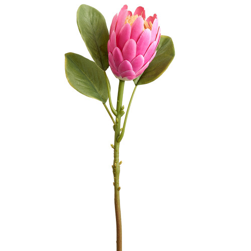 AS * 21" Protea Spray Cerise AS * 21" Protea Spray Cerise
