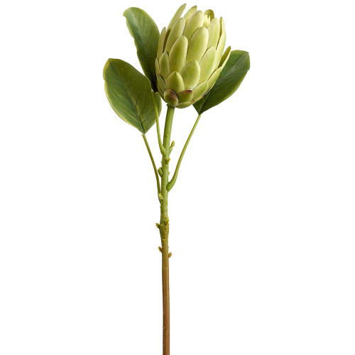AS * 21" Protea Spray Green AS * 21" Protea Spray Green