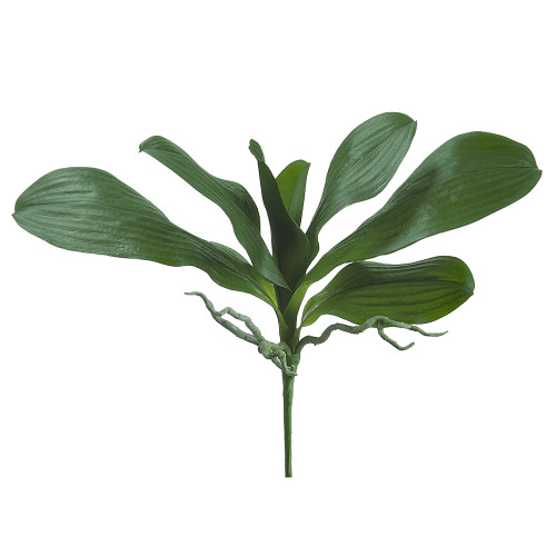 AS * 16" Phalaenopsis Leaf Plant AS * 16" Phalaenopsis Leaf Plant