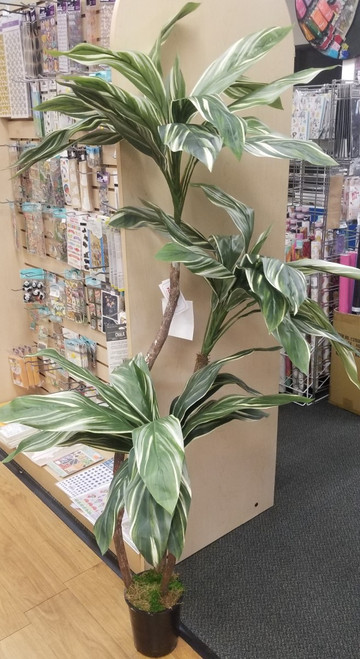 SW *  4 1/2ft Ti Plant w/pot WhiteStripe