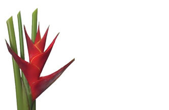 OBU*Enc Cd Heliconia Red