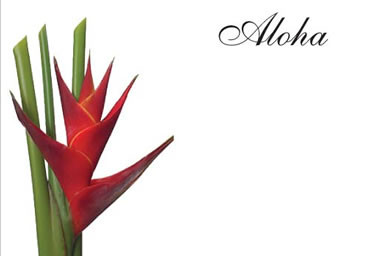 Floral Supplies - Enclosure Cards - No Message - Page 1 - Flora