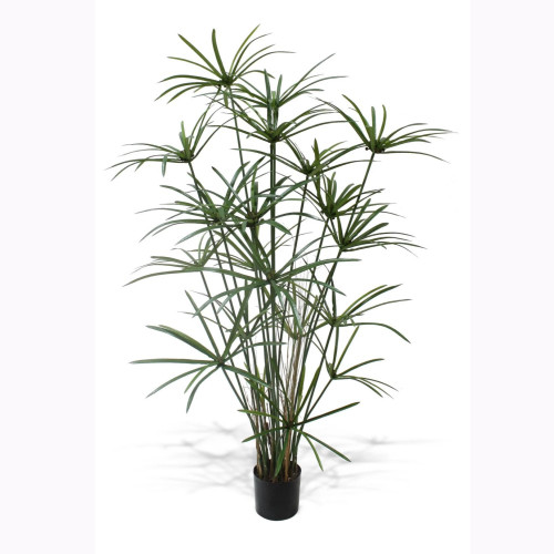 AG *  Royal Cypress Plantx28 PTD 5ft